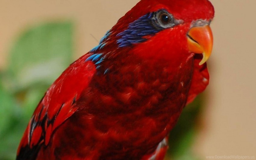 beak bright color parrot wallpaper Transparent PNG graphics complete collection