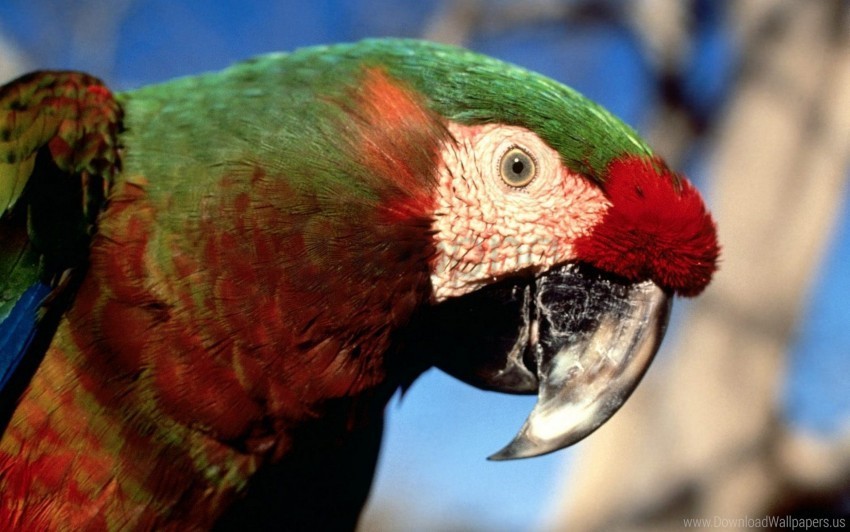 beak color colorful parrot wallpaper Transparent PNG images extensive variety
