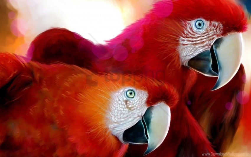 beak color pair parrots wallpaper PNG transparent photos comprehensive compilation