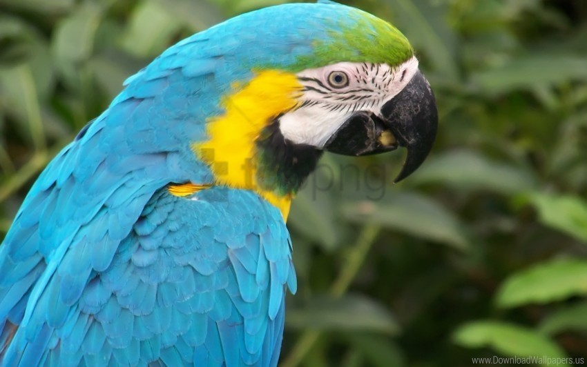 beak colored feathers parrot wallpaper PNG transparent photos assortment