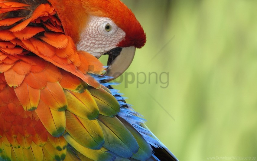 beak colorful feathers parrot wallpaper Isolated Artwork on Clear Transparent PNG