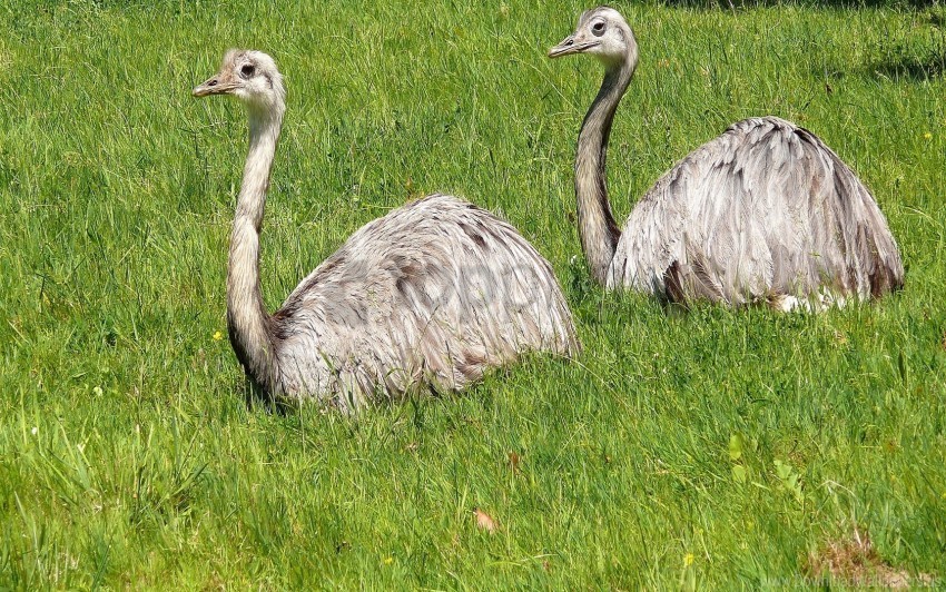 beak couple field grass ostriches wallpaper PNG images with transparent layer