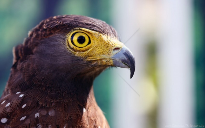 Beak Eagle Eye Head Striped Wallpaper PNG With Transparent Overlay