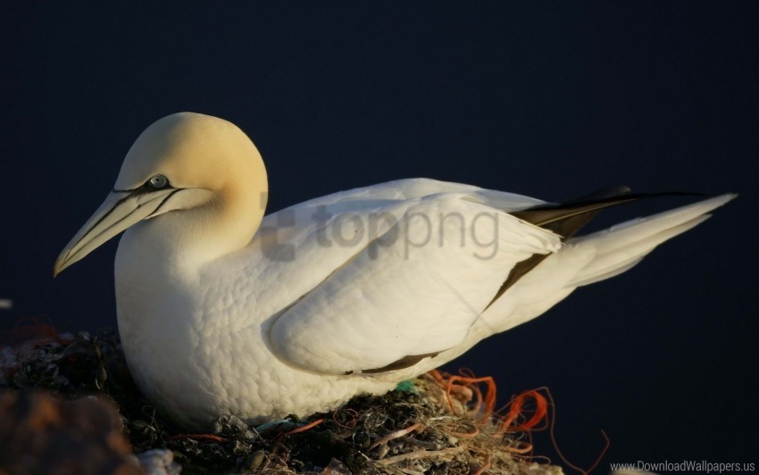 beak gannet nest wallpaper PNG Graphic with Isolated Clarity