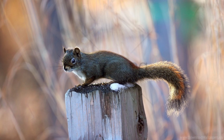 beam pillar sitting squirrel tail wallpaper High-quality transparent PNG images comprehensive set