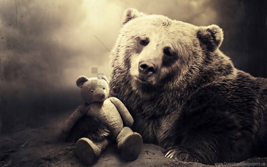 Bear Black And White Face Sepia Shadow Toy Wallpaper PNG With Clear Background Extensive Compilation
