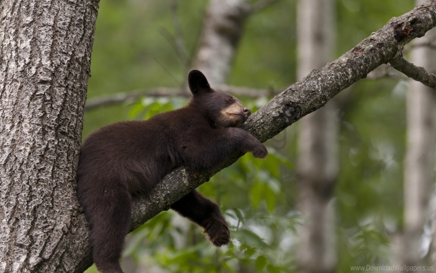 bear branch sit sleep tree wallpaper PNG pictures with no background