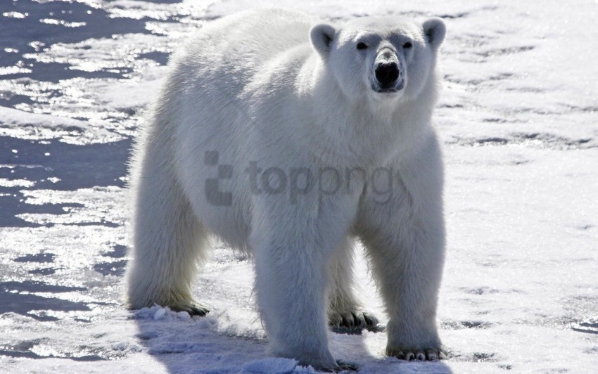 bear bright light polar bear snow wallpaper PNG Graphic with Isolated Design
