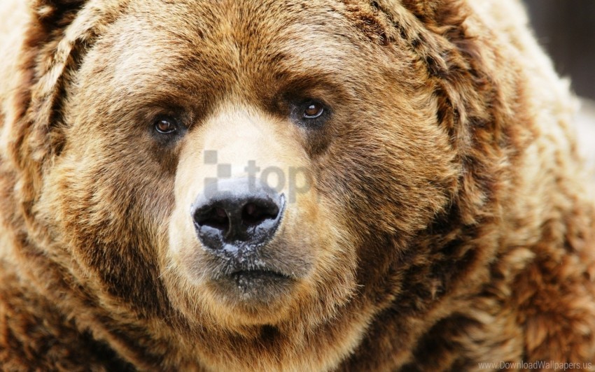 bear brown close-up muzzle wallpaper PNG images for editing