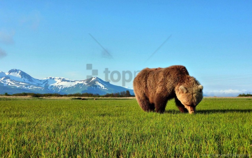 bear brown grass walk wallpaper Isolated Object on Transparent Background in PNG