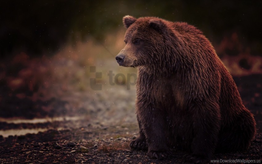bear brown sits toed wet wallpaper Free download PNG images with alpha transparency