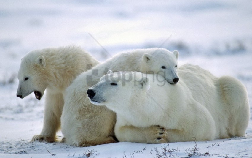 bear care family polar bear snow wallpaper PNG transparent graphic