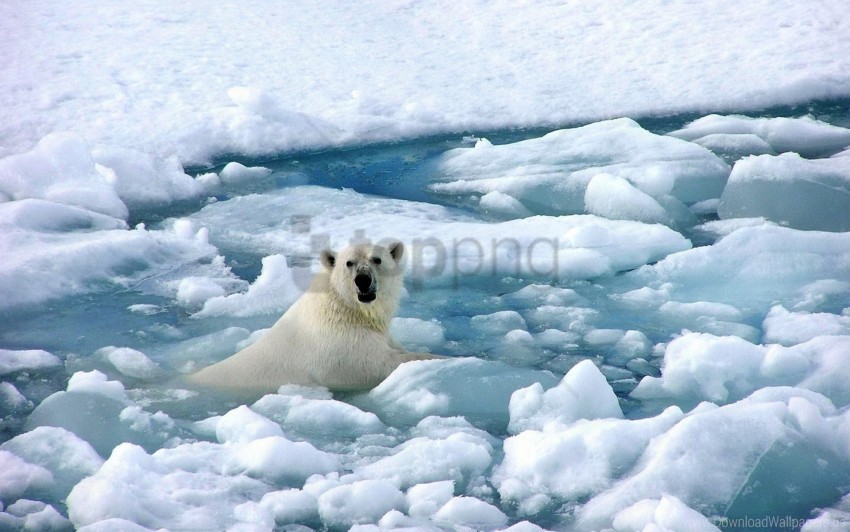 bear cold ice polar bear snow wallpaper Clean Background Isolated PNG Icon