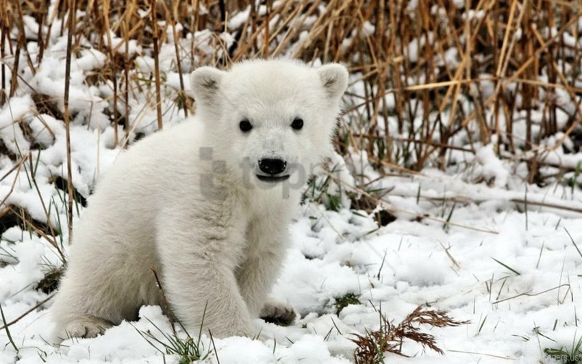 bear cub fear grass polar bear snow wallpaper PNG transparent pictures for editing