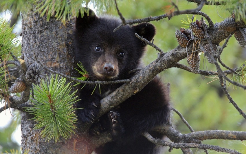 bear cub fur tree twigs wallpaper PNG artwork with transparency