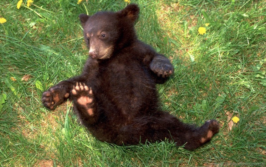 bear cub grass lies wallpaper PNG for t-shirt designs