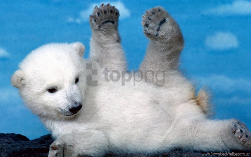 bear cub legs lying playful polar bear wallpaper PNG transparent images for social media