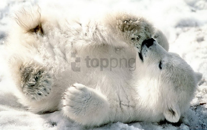 bear cub lying playful polar bear snow wallpaper Isolated Character with Clear Background PNG