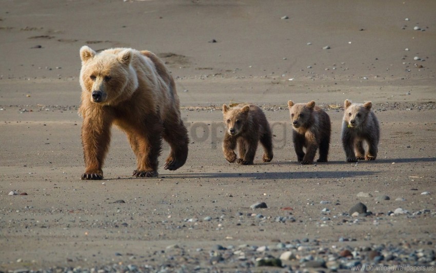 Bear Cub Walk Walking Wallpaper Clear Background PNG Isolated Element Detail