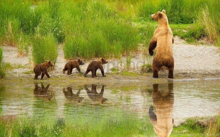 bear cubs family walk wallpaper PNG objects