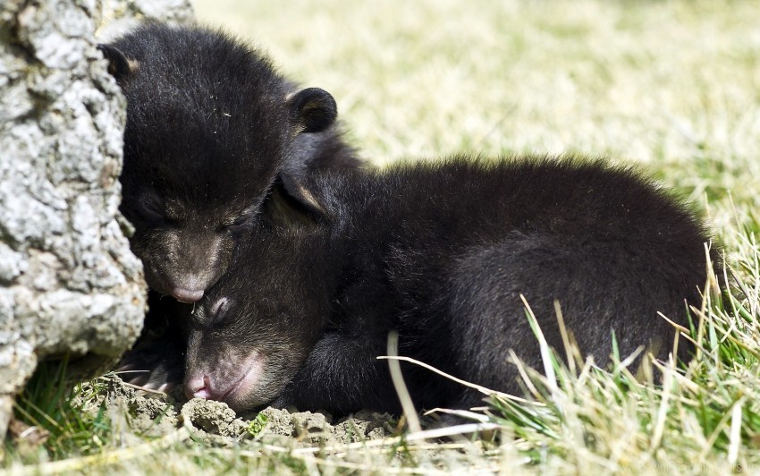 Bear Cubs Fear Grizzly Hide Sleep Wallpaper PNG Images With Alpha Transparency Wide Collection