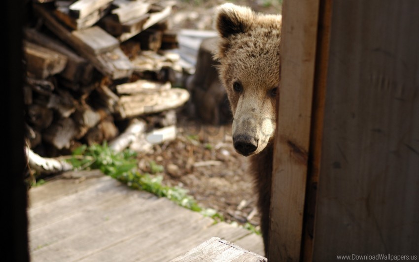 bear curiosity door looking out muzzle wood wallpaper PNG images with no background assortment