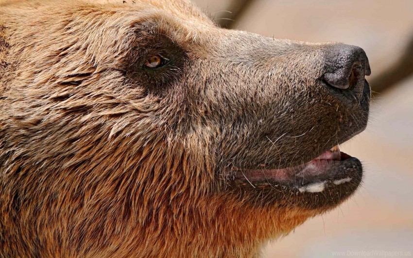 bear drool muzzle wallpaper HighQuality PNG Isolated Illustration