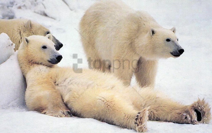 bear family fur polar bear snow waiting wallpaper Clear Background PNG Isolated Element Detail