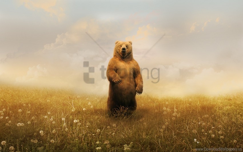 bear field grass sky wallpaper PNG file with no watermark