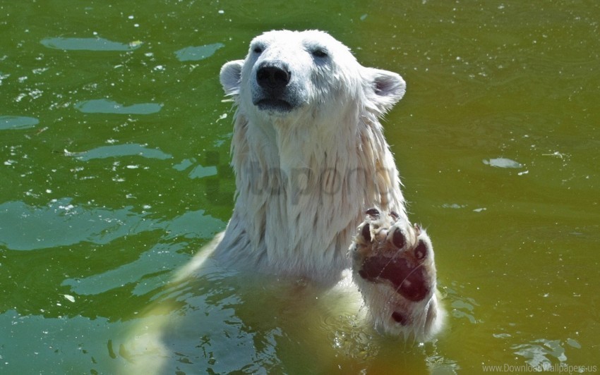 bear foot water wet wallpaper PNG clear background