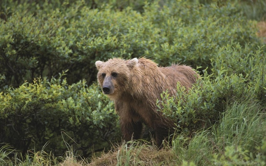 Bear Gait Grass Wallpaper PNG Graphics