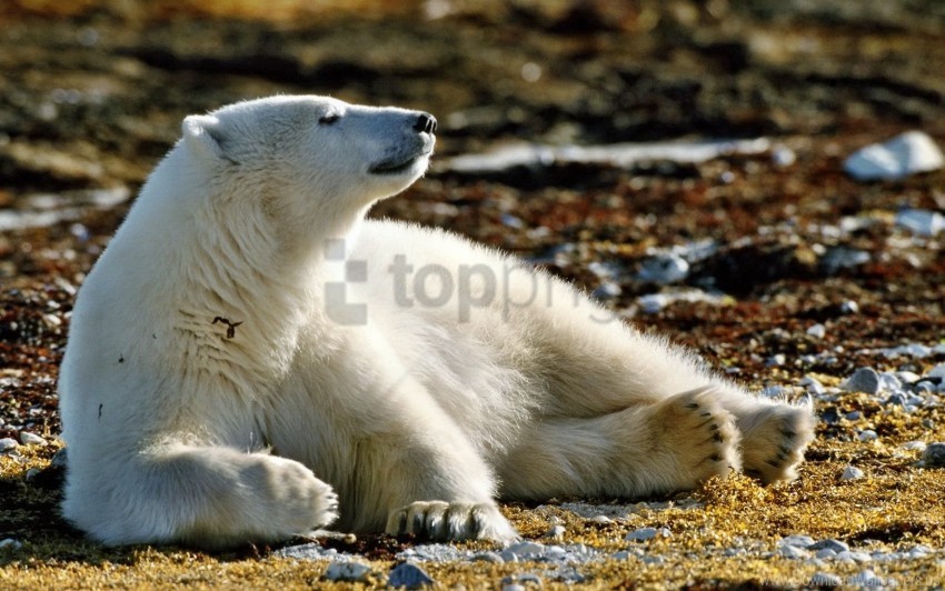 bear grass leaves polar bear snow walk wallpaper PNG files with transparent canvas collection