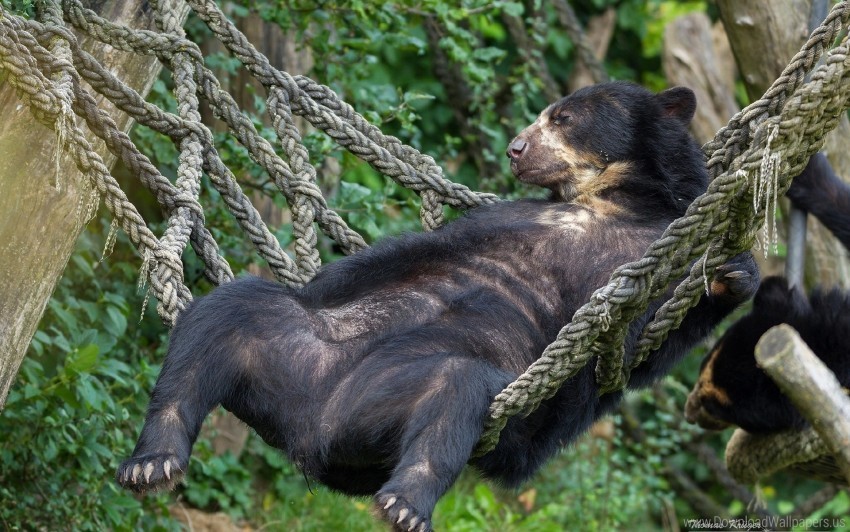 Bear Hammock Lies Spectacled Bear Wallpaper PNG Format