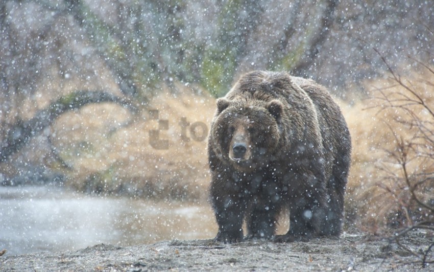 bear kamchatka snow wallpaper PNG with transparent overlay