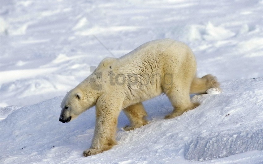 bear large polar bear snow walk wallpaper PNG images with clear alpha channel broad assortment