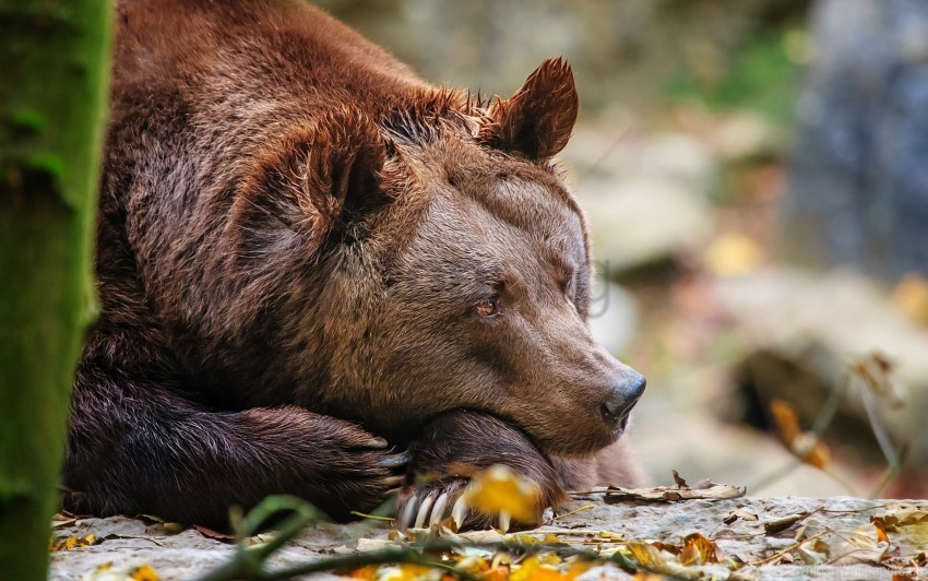 bear leaves sleep wallpaper PNG images with clear alpha channel