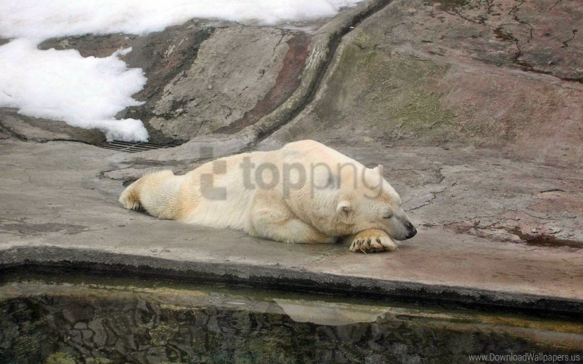 bear lie nature reserve polar bear wallpaper PNG with clear overlay