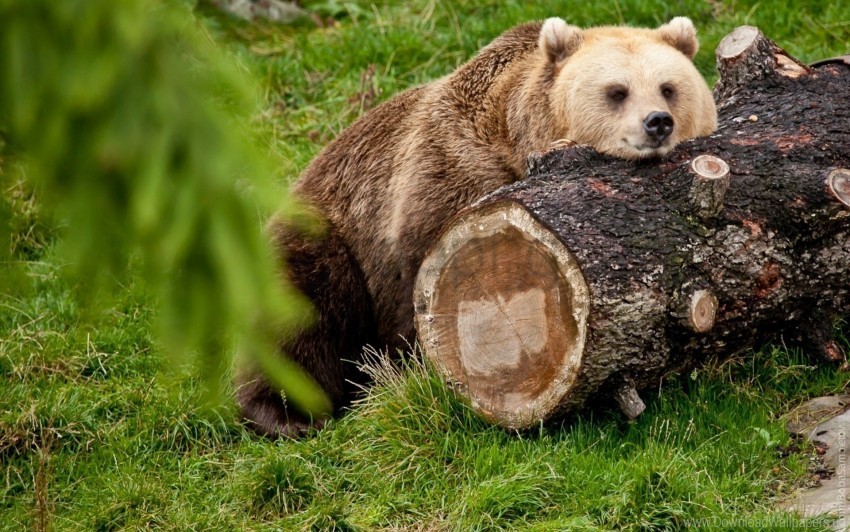 bear lying rest timber wallpaper PNG images with transparent canvas comprehensive compilation