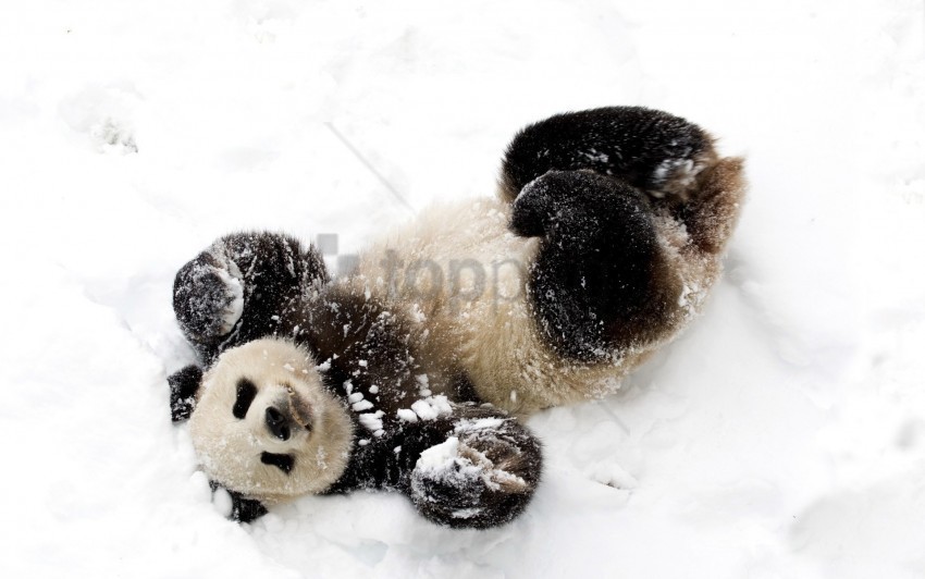 bear panda snow winter wallpaper Isolated Item on HighResolution Transparent PNG