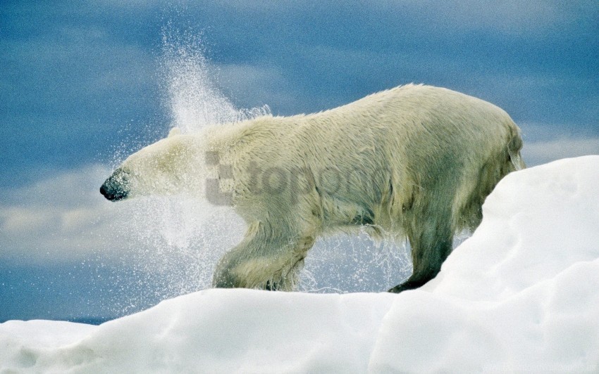 bear playful polar bear snow snowfall walk wallpaper Transparent background PNG stock