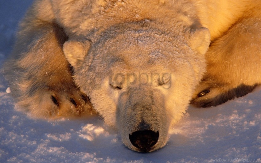 bear polar bear sleeping snout snow wallpaper Transparent PNG graphics complete archive
