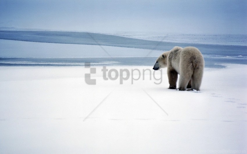 bear polar bear snow walk wallpaper PNG files with transparent elements wide collection