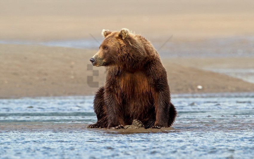 Bear Sit Water Wallpaper Isolated Subject In HighResolution PNG