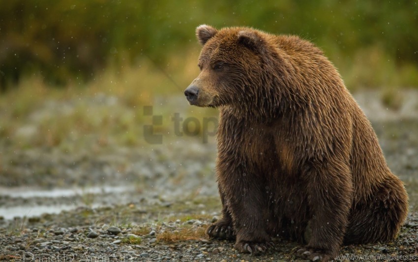 bear sitting thick wallpaper PNG images without BG