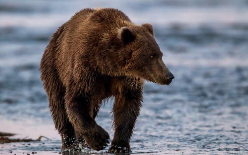 Bear Walk Water Wallpaper Isolated Subject In Transparent PNG