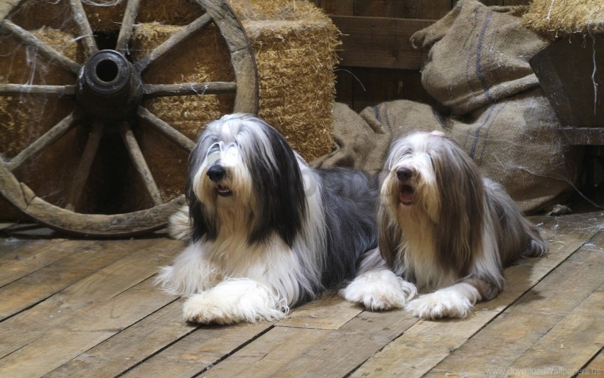 bearded collie couple dog lie wallpaper Isolated Item with HighResolution Transparent PNG