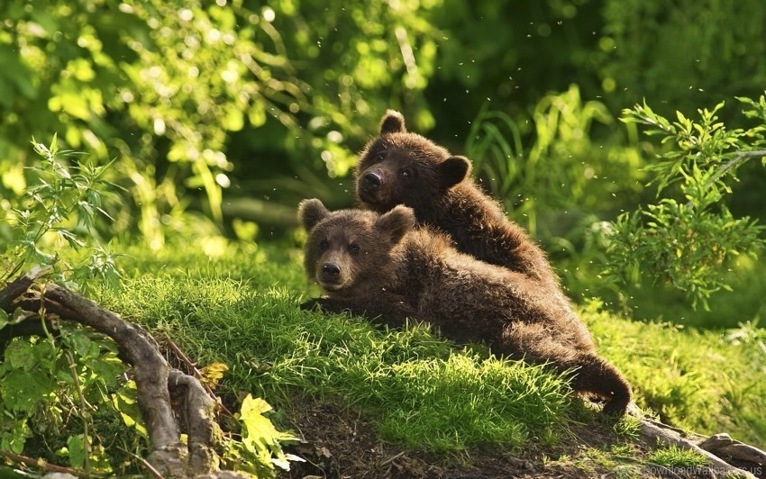 bears couple cubs grass lie wallpaper PNG file with no watermark
