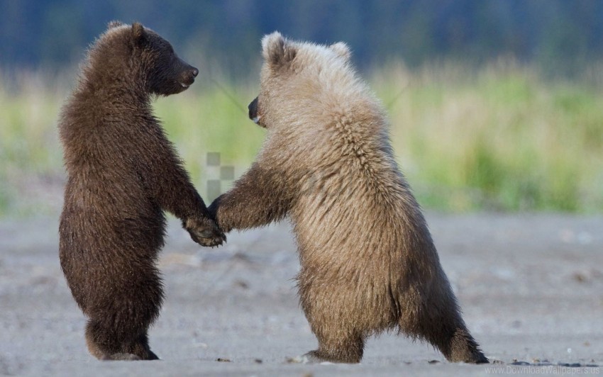 bears couple cubs walk wallpaper HD transparent PNG