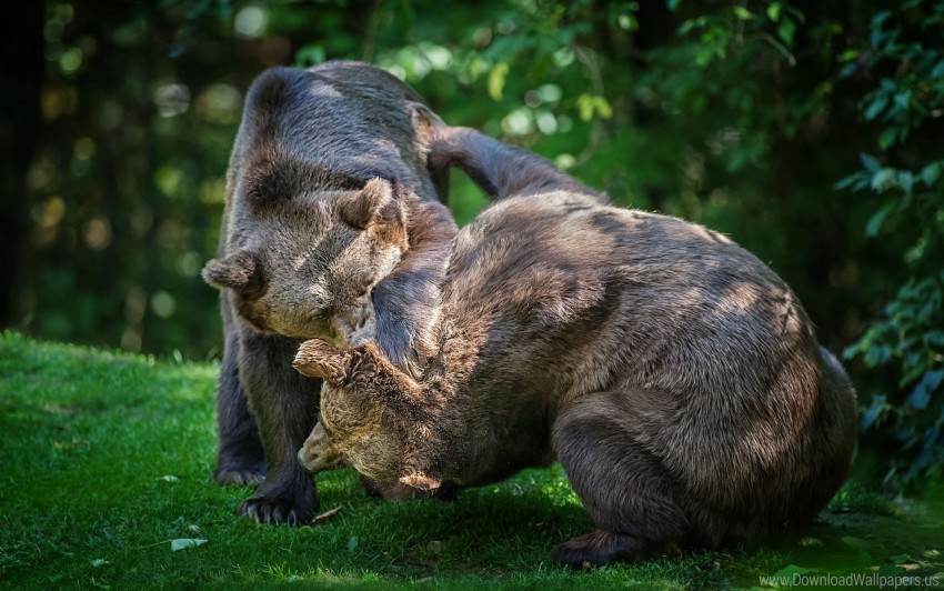 bears couple fight grass wallpaper Transparent PNG images pack