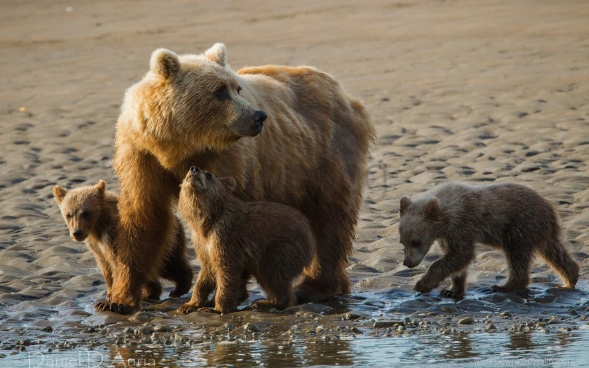 bears cubs family sand wallpaper PNG images with alpha transparency layer